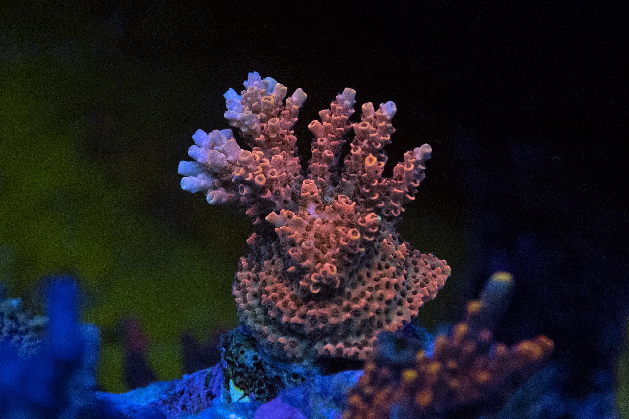 激安店舗 OPTIMUS NANO REEF - 魚用品/水草 - hlt.no 【現金特価】 Nano2 Reef OPTIMUS 魚用品/水草